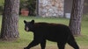 3 black bears killed in Florida after man, dog killed in bear attack in Collier County: FWC