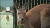 Loose Central Florida kangaroo captured; owner facing charges