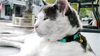 Thornton Park hosting two-week celebration for Lulu the Cat, with funds raised going to support cats in need