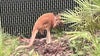 Kangaroo caught after hopping along busy road in St. Cloud: FWC