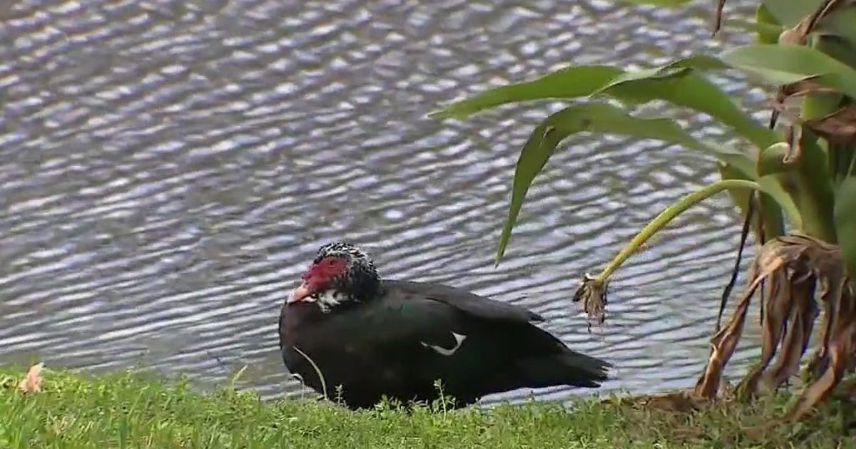 Aggressive Muscovy duck leaves Florida neighbors on edge | FOX 35 Orlando