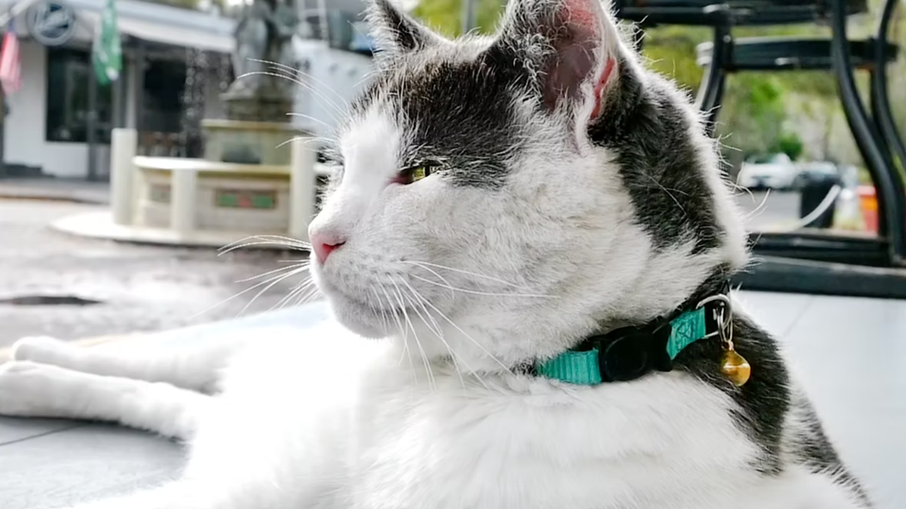 Thornton Park hosting two-week celebration for Lulu the Cat, with funds raised going to support cats in need