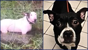 DeSantis signs 2 Florida laws protecting animals from abuse