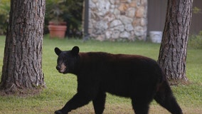 3 black bears killed in Florida after man, dog killed in bear attack in Collier County: FWC