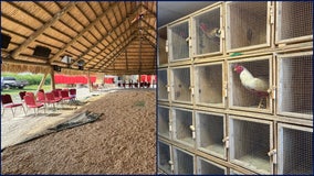 42 arrested in Florida cockfighting ring bust after physical altercation, deputies say