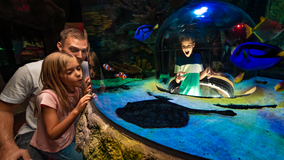 Legoland's SEA LIFE Florida to open next week in Central Florida: What to know
