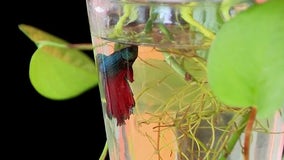 'Fishnapped': Beloved betta stolen from Satellite Beach Top Gun-themed restaurant