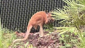 Kangaroo caught after hopping along busy road in St. Cloud: FWC