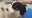 Puppy brutally attacked at Central Florida park; owners injured trying to save her
