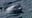 Gulf World Marine Park: Florida opens criminal investigation into dolphin deaths