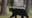 3 black bears killed in Florida after man, dog killed in bear attack in Collier County: FWC