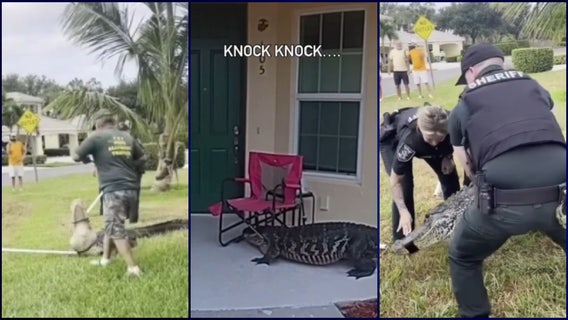 VIDEO: Florida alligator wrangled after going door to door in neighborhood