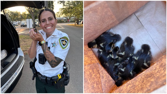 Florida deputy rescues six tiny ducklings after mother duck hit by car