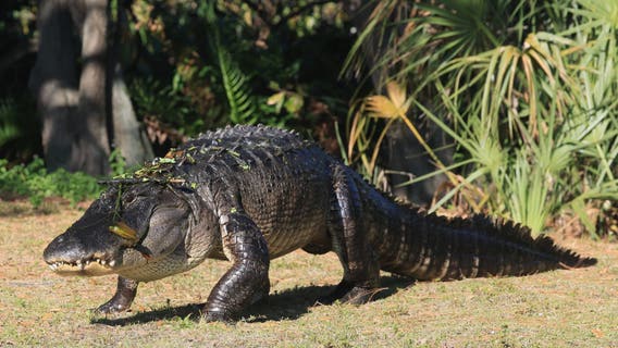 Florida study shares what causes nearly every alligator attack on humans