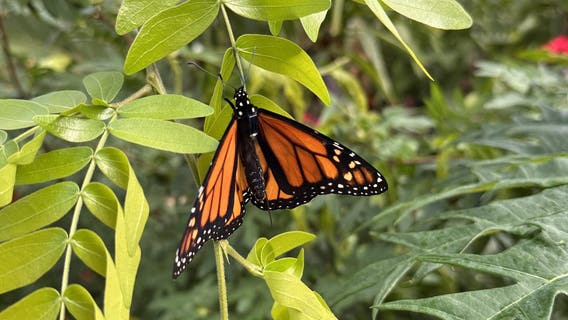 Walt Disney World is using new tech to protect monarch butterflies: Here's how it works