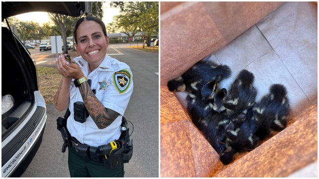 Florida deputy rescues six tiny ducklings after mother duck hit by car