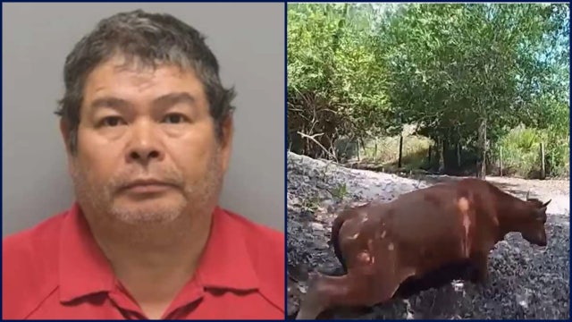 Florida man shoots neighbor's pregnant cow after it wandered onto his property: deputies