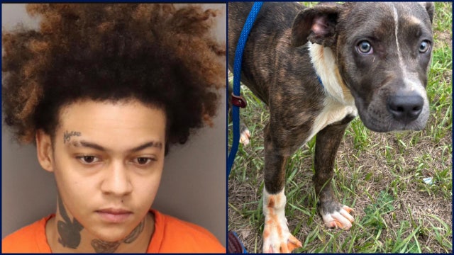 Florida woman facing animal abuse charges after allegedly pouring pickle juice, hot sauce on injured puppy