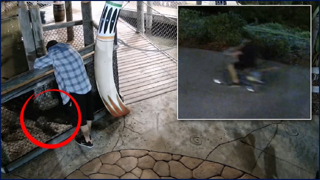 Video: Baby alligator stolen from Florida business