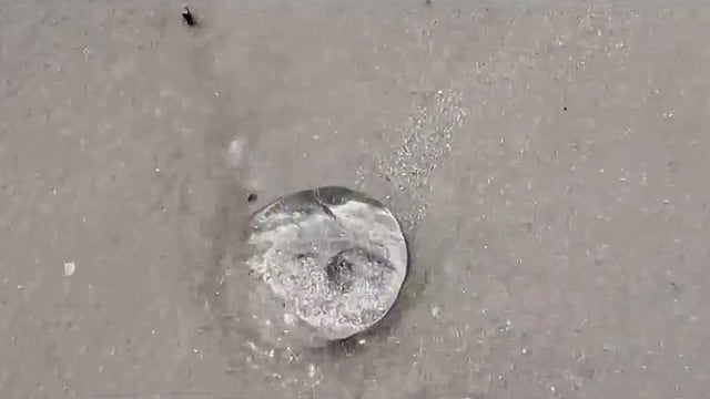 Jellyfish sting nearly 100 beachgoers in Daytona Beach over holiday weekend