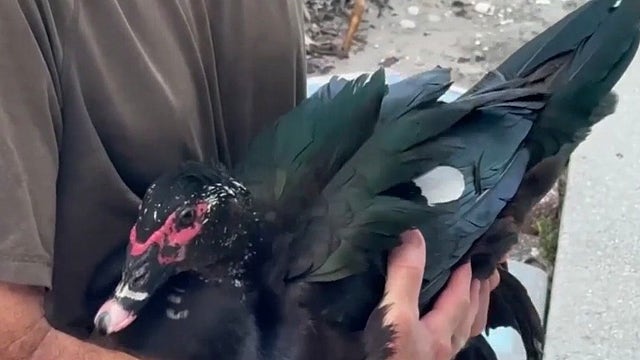 Florida duck that terrorized neighborhood moved to new home