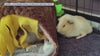 Guinea pigs abandoned in Orlando spark rescue effort, search for homes