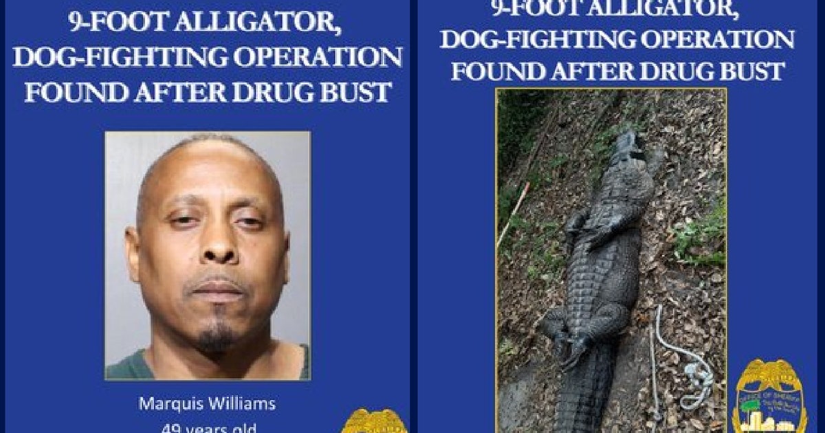 Florida man arrested after drug bust uncovers dog-fighting operation, 9 ...