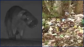 Port Orange dump site causes concerns for wildlife after 2 raccoons spotted with jars stuck on their heads
