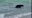 WATCH: Black bear swims at Florida beach, surprising onlookers