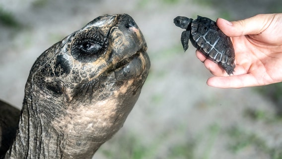 Galápagos Tortoise in Miami celebrates first Father's Day on 135th birthday