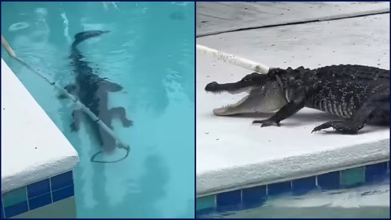 Video: Florida alligator crashes homeowner's backyard pool