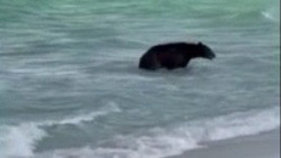WATCH: Black bear swims at Florida beach, surprising onlookers