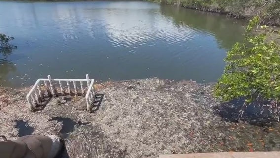 Algae bloom blamed for foul water conditions near Brevard County park