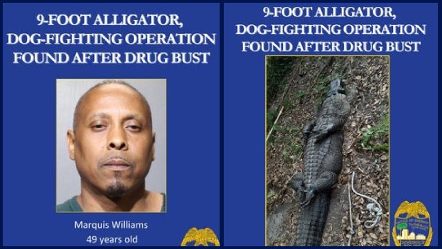 Florida man arrested after drug bust uncovers dog-fighting operation, 9-foot alligator