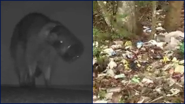 Port Orange dump site causes concerns for wildlife after 2 raccoons spotted with jars stuck on their heads