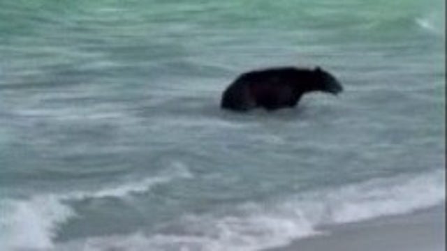 WATCH: Black bear swims at Florida beach, surprising onlookers