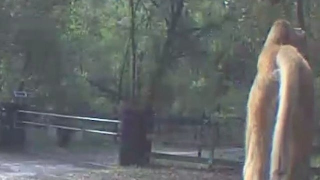 Wild monkey spotted on family's Lake County farm: 'What in the world?'