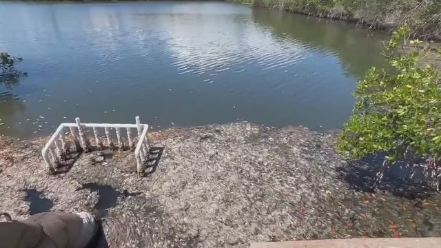 Algae bloom blamed for foul water conditions near Brevard County park