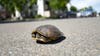 Man dies trying to save turtle on I-95 in Florida, troopers say