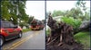 Tree crashes onto Ocala duplex during storm; resident and dog rescued