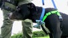 Puppy rescued from trash compactor at Daytona Beach apartment complex
