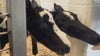 Rare twin foals born in Central Florida defy the odds: Meet 'Lucky' and 'Charm'