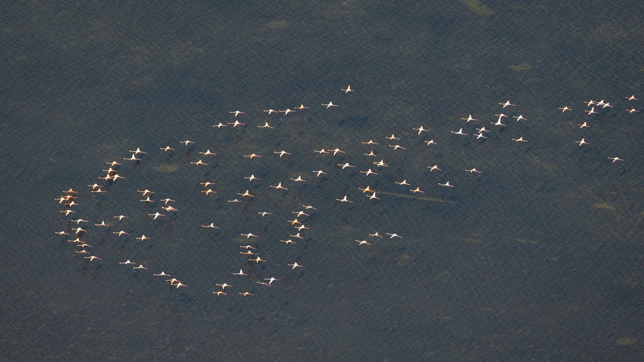 Florida sees rare flock of 125 flamingos, the largest in a decade in the Everglades