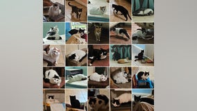 96 cats removed from elderly resident's Palm Coast home, deputies say