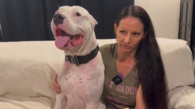 Woman claims she and her dog were attacked by unleashed dog at Brevard County beach