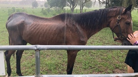 Florida woman accused of animal cruelty after horse found emaciated: Sheriff's Office