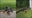 VIDEO: 3-legged alligator spotted in Florida homeowner's backyard