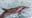 Clearwater Marine Aquarium rescues 4 rare rough-toothed dolphins