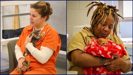 Flagler County inmates foster homeless kittens in new recovery program