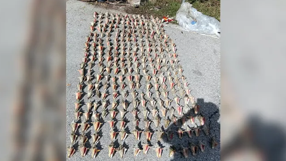 Nearly 300 queen conchs found after illegal harvest in Florida Keys: FWC